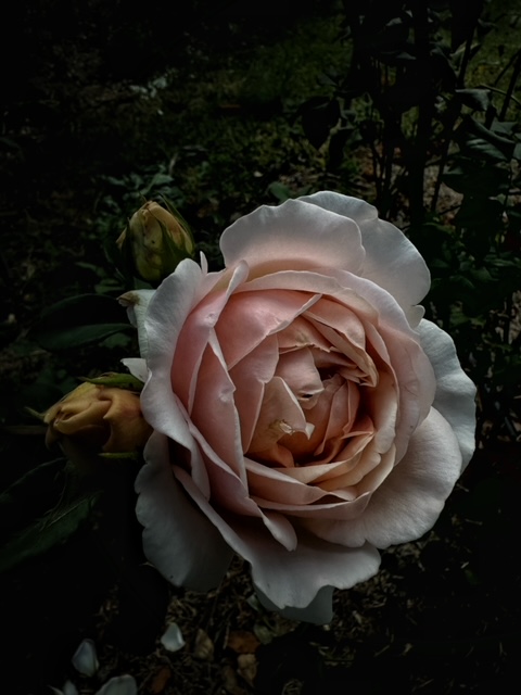 Flower Farm Tenterfield