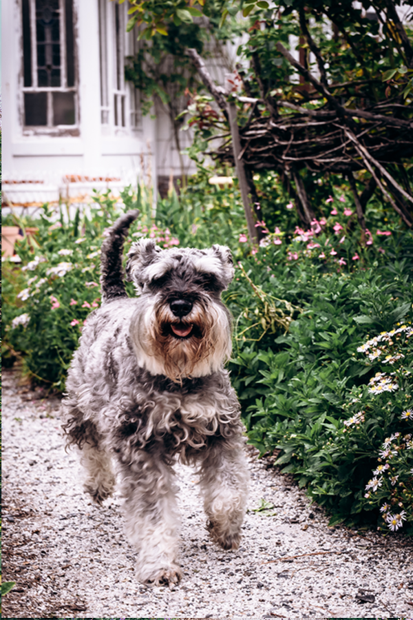 Schnauzer White Cottage