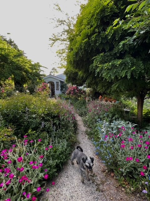 White Cottage Flower Farm Schnauzer